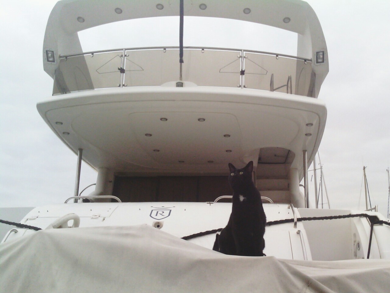 Cats on boats