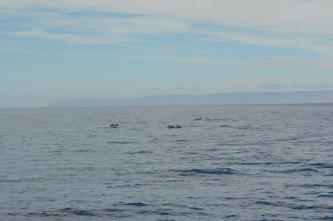 African coast with dolphins